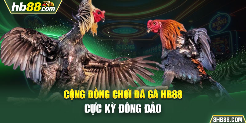 Cộng đồng chơi đá gà HB88 cực kỳ đông đảo