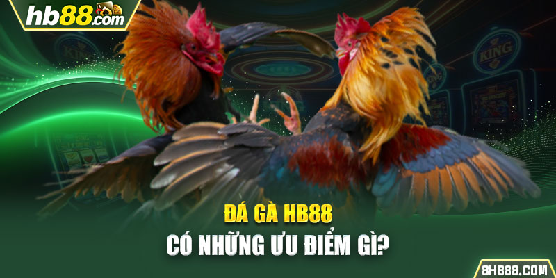 Đá gà HB88 có những ưu điểm gì?