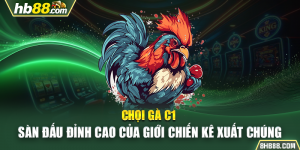 Chọi Gà C1 - Sàn Đấu Đỉnh Cao Của Giới Chiến Kê Xuất Chúng